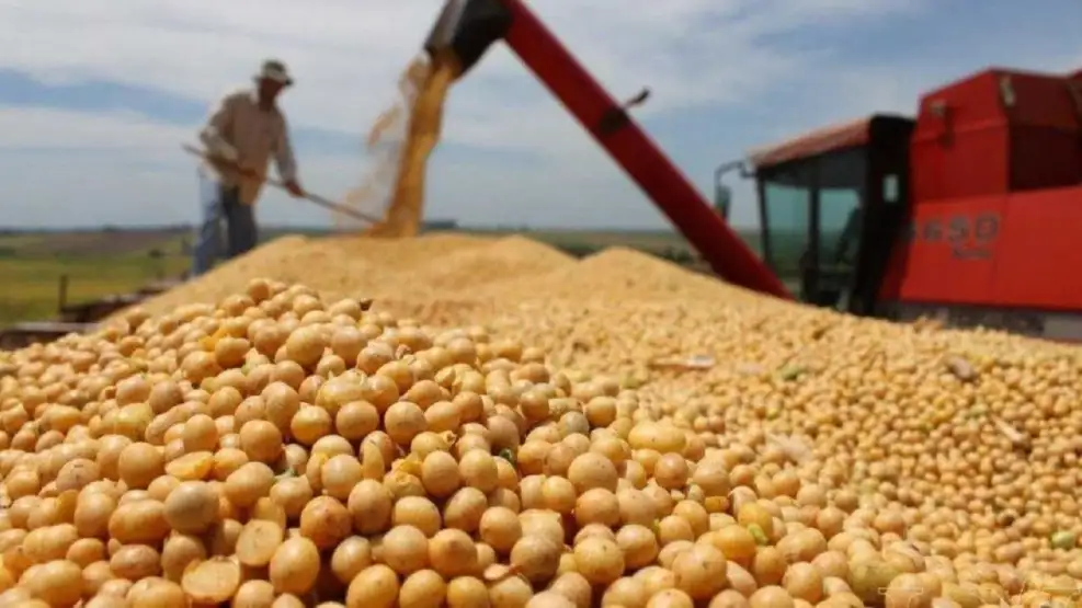 grano