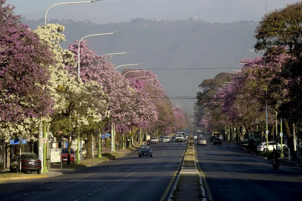 primavera