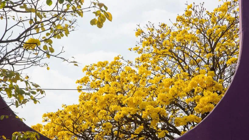 PRIMAVERA
