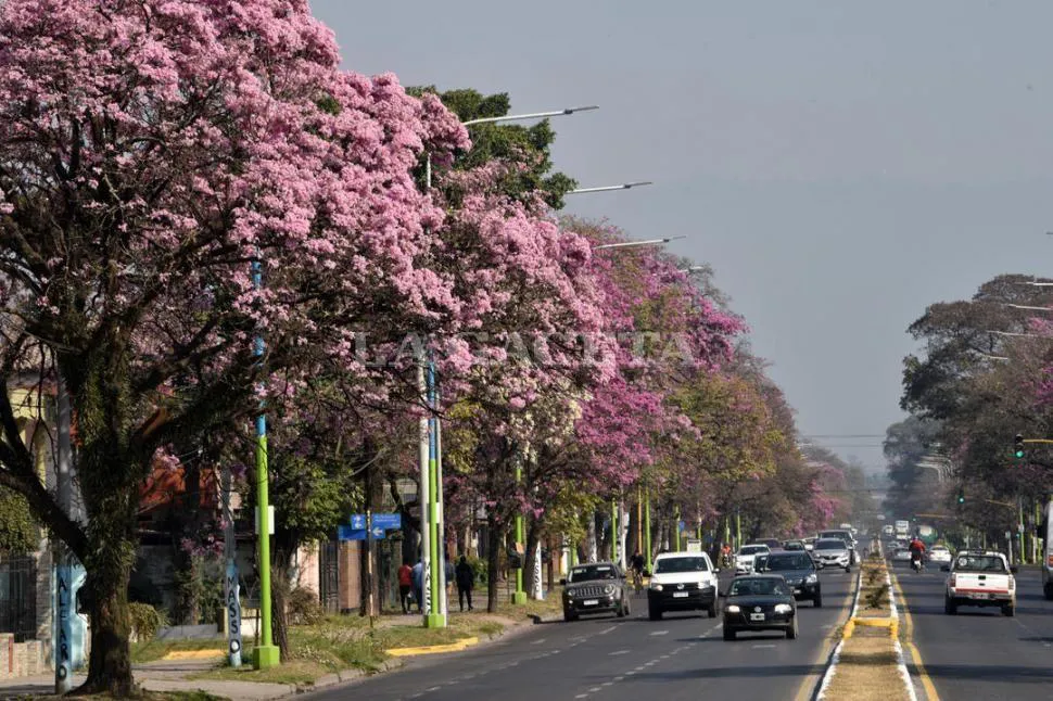 lapachoslagaceta2